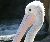 币游体育官网注册-赛前新奥尔良鹈鹕调整名单以备法国杯，状态回暖环节打磨，底气十足，心理建设被强调